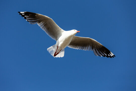 Silver gull, (Chroicocephalus novaehollandiae) flying overhead in blue sky. Most common gull found in Australia, usually around the coast