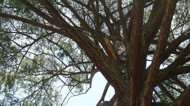 A large evergreen coniferous tree of Cedrus deodara, the deodar cedar, Himalayan cedar, or deodar is a wind-pollinated monoecious species planted in parks and large gardens for its drooping foliage.