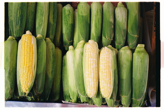 Row of raw corn on local market.
