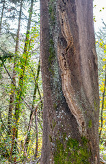 Fototapeta premium Arboles en el Parque Natural del Montseny en otoño, Cataluña, España