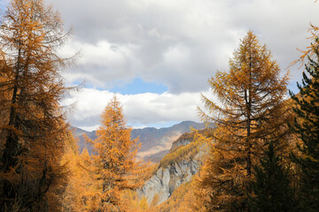 autumn in the forest