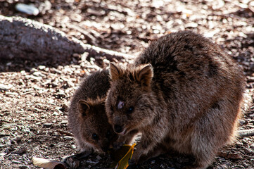Mom and baby quokka 