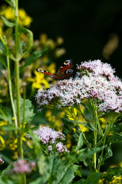 Butterfly on pink flover with green leafs on background. 