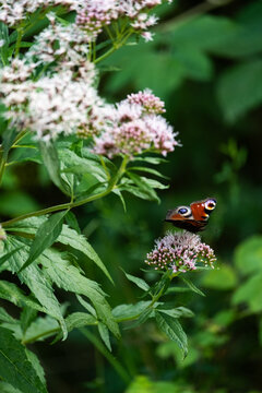Butterfly on pink flover with green leafs on background. 