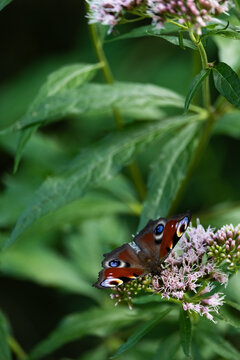 Butterfly on pink flover with green leafs on background. 