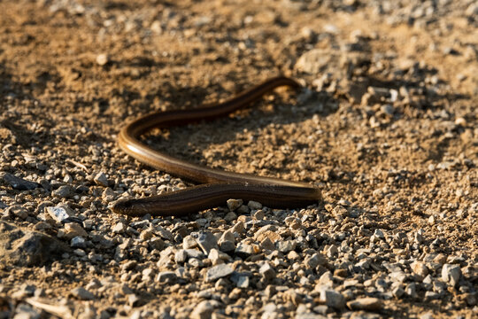 Snake on stony rocks.
