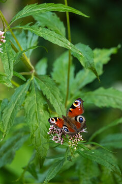 Butterfly on pink flover with green leafs on background. 