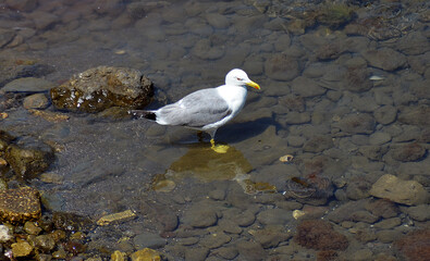 A seagull walks on the rocks in the water looking for fish.