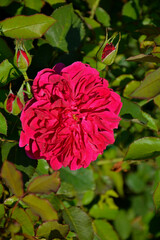 czerwona róża rabatowa, red garden roses  © kateej