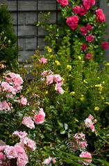 czerwone i rózowe róże w ogrodzie, kwitnace róże na rabacie kwiatowej, Rosa, pink and red roses in the garden,  © kateej