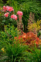 rózowa róża i Żurawka, pomarańczowe liście żurawki, kwitnąca zurawka, Heuchera , Close up of the white flowers and orange leaf Heuchera  © kateej
