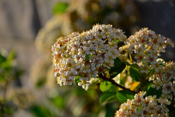 kwitnący ognik szkarłatny, białe kwiaty ognika, Pyracantha coccinea, Close up flowers of scarlet firethorn flower, Blossoms of firethorn © kateej