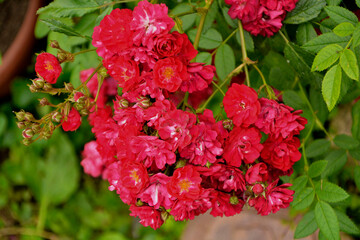 czerwone róże rabatowe, red garden roses © kateej