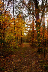 kolory jesieni, pomarańczowe i z&oacute;łte liście jesinne, las jesienią, złota, polska jesień, światło cień, złota pora roku, autumn colors, orange and yellow autumn leaves, autumn forest, light and shadow