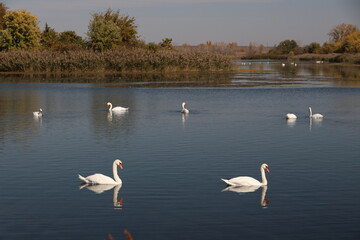 swan reflections
