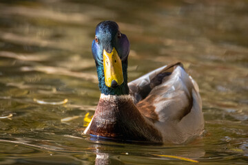 Close-up a male mallard swims toward the camera lens. Close-up of a male mallard portrait in the water on a sunny fall day. 