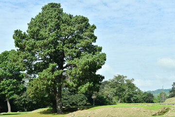 Árbol frondoso en el bosque. Naturaleza verde en Guatemala.