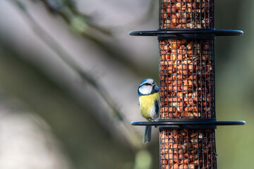 Naklejka premium A vibrant blue tit sits on a bird feeder, pecking at the nuts inside. The background features softly blurred branches, highlighting a serene garden atmosphere