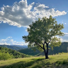 Obraz premium Mountain tree under cloudy sky.