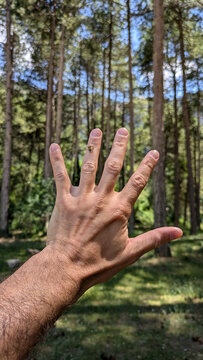Human hand with a red shield bug in a forest