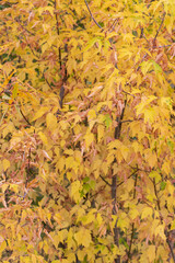 autumn leaves background