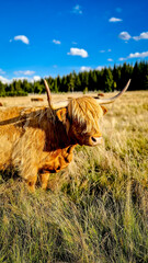 Highland cattle grazing in the Jizera Mountains in Jizerka settlement 