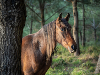Obraz premium Retrato de un caballo marrón en el bosque