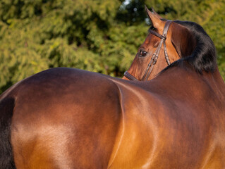 This image shows a close-up of a brown horse with a glossy coat, wearing a bridle, looking over its shoulder. The lush green background emphasizes the beautiful bay horse.