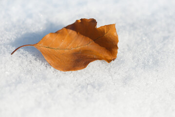 Ein Blatt ist trocken und liegt auf dem Schnee. Es ist verschneit und sonnig