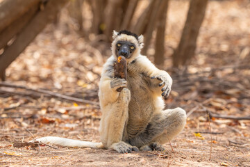 Obraz premium Sifaka lemur Propithecus verreauxi, Madagascar nature