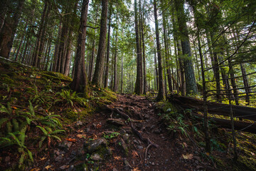Fototapeta premium A rainforest hike along the North Fork Skokomish River in Olympic National Park, Staircase Rapids Trail
