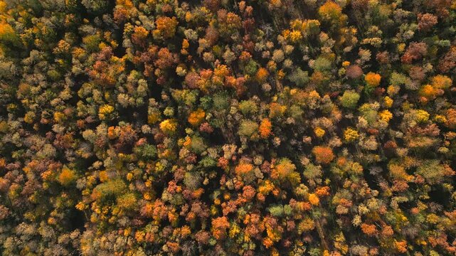 Goldener Herbstwald, Indian Summer, im Burgenland, &Ouml;sterreich aus der Luft gefilmt