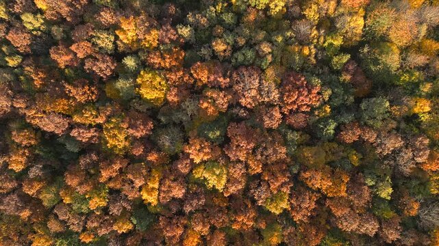 Goldener Herbstwald, Indian Summer, im Burgenland, &Ouml;sterreich aus der Luft gefilmt