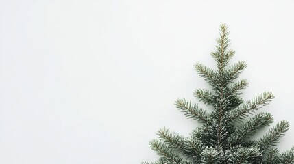 Obraz premium minimalistic pine tree isolated on white