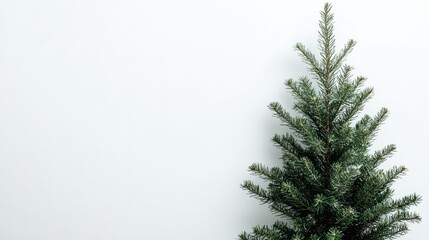 Obraz premium minimalistic pine tree isolated on white