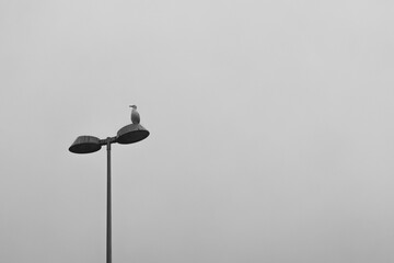 Seagull perched on street light against grey sky