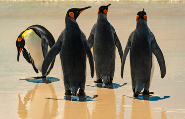 king penguin colony at the Volunteer Pont on the Falkland island