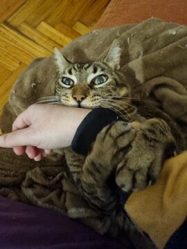 POV of cat biting human hand 