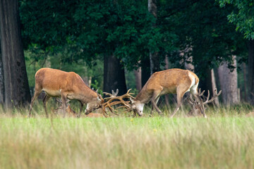 close-up of two male red deer fighting with their antlers crossed