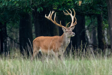 Fototapeta premium close-up of a solitaire red deer standing and watching me with his eyes closed