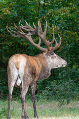Fototapeta premium close-up of a massive wounded red deer with big antlers called hubertus while turning his head