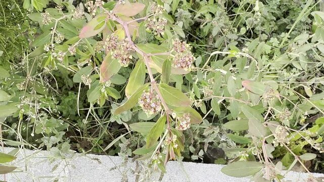 Euphorbia nutans blooms pink and white flowers. Close-up. Common names eyebane and nodding spurge. Poisonous plant from the Euphorbiaceae (maculata, indica) family.