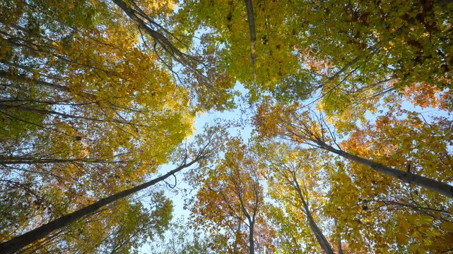 Goldener Herbstwald, Indian Summer, im Burgenland, &Ouml;sterreich
