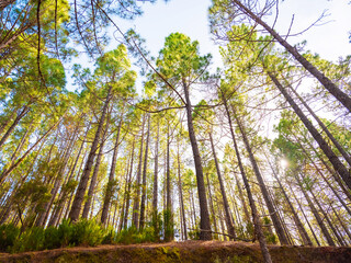 spring dense pine forest with light young needles
