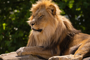 close-up image of a lion's head. expression is calm and majestic