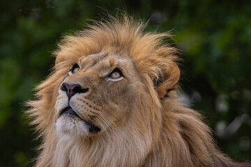 close-up image of a lion's head. expression is calm and majestic