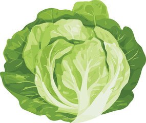 Fototapeta premium simple vector iceberg lettuce clipart