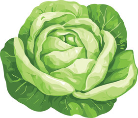 Fototapeta premium simple vector iceberg lettuce clipart