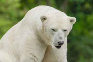 Polar Bear takes a rest