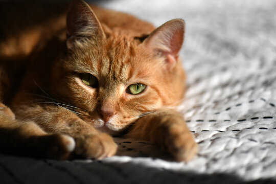 Orange Cat Resting In A Patch Of Sunshine